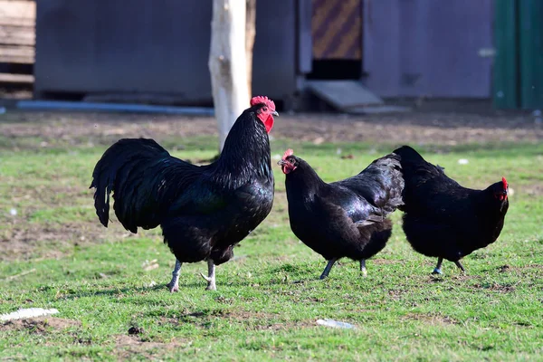 Australorp Tavuk: Özellikleri