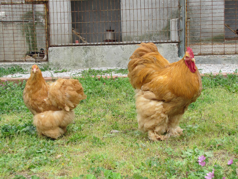 Cochin Tavukları: Özellikleri